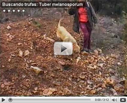 Buscando trufas: Tuber melanosporum